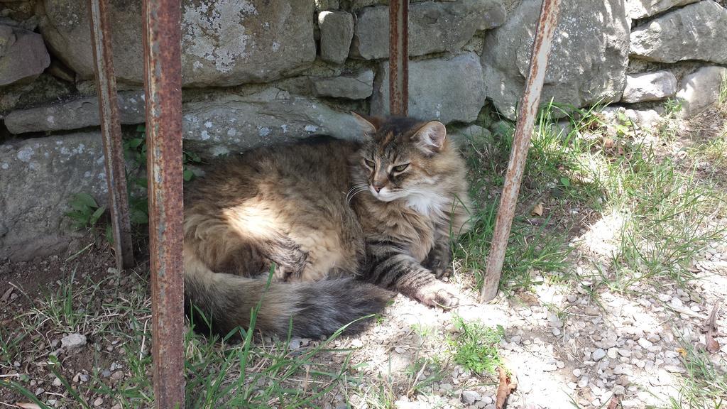 德拉罗萨住宿加早餐旅馆 Civitella D'Arna 外观 照片