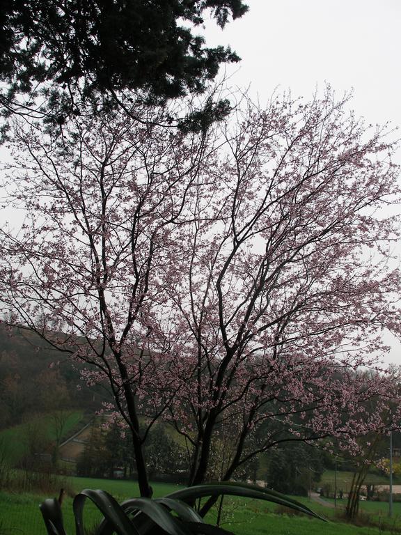 德拉罗萨住宿加早餐旅馆 Civitella D'Arna 外观 照片